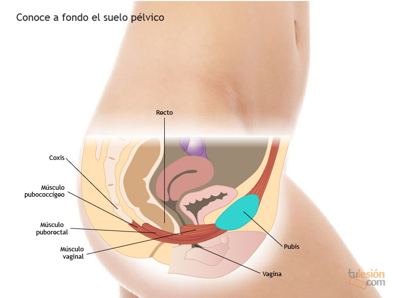 Claves para fortalecer el suelo pélvico